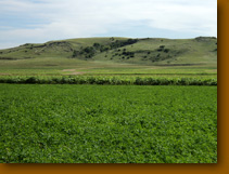 This is behind the farm…..so green and pretty.  Alfalfa about ready for 3rd cutting.