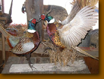 Mounted pheasants fighting.