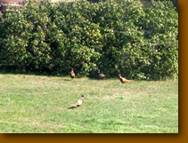 Roosters visiting as hunters are in the field.